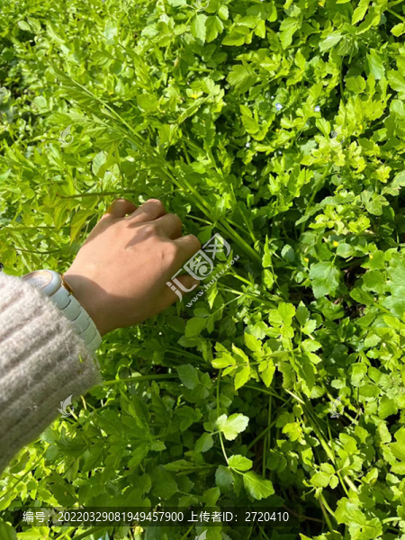 野芹菜