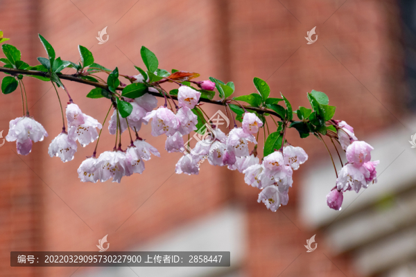 雨后海棠