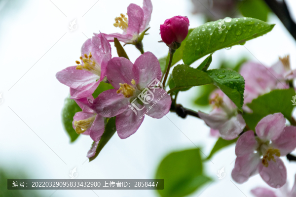 雨后海棠花
