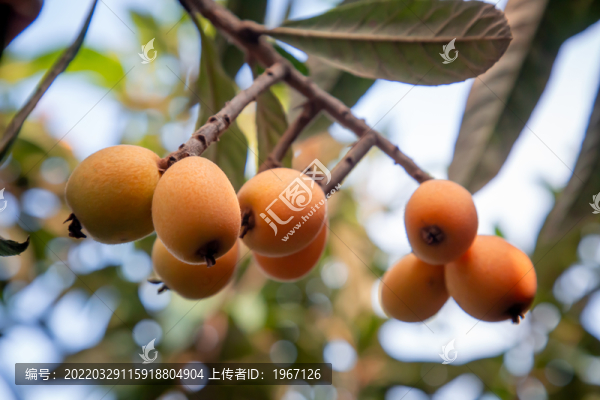 枇杷果