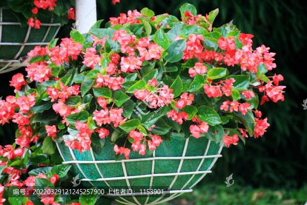 花籃