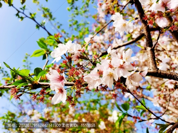 櫻花開了