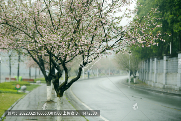 花街春景