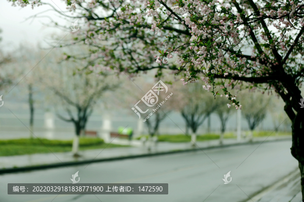 花街春景