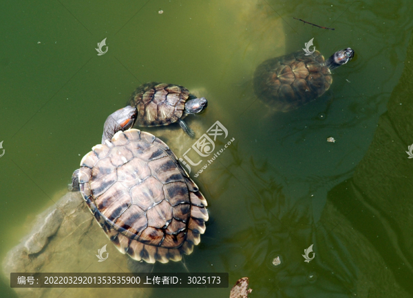 放生池里的鱉