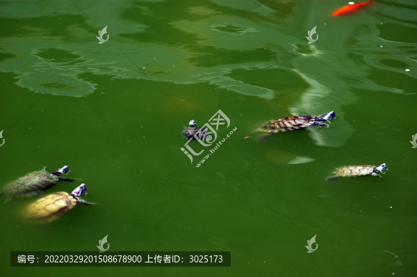 放生池里的鱉
