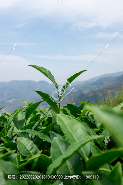 福建茶山