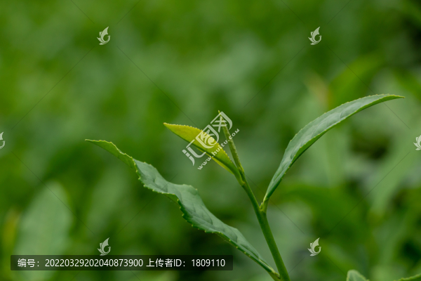 福建茶山