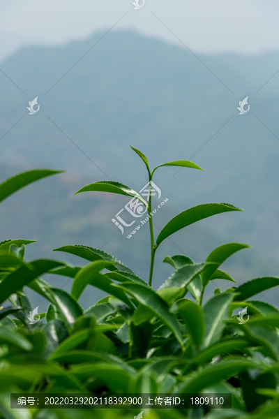 安溪山村茶場