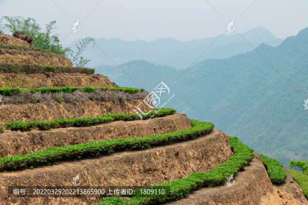 安溪山村茶場