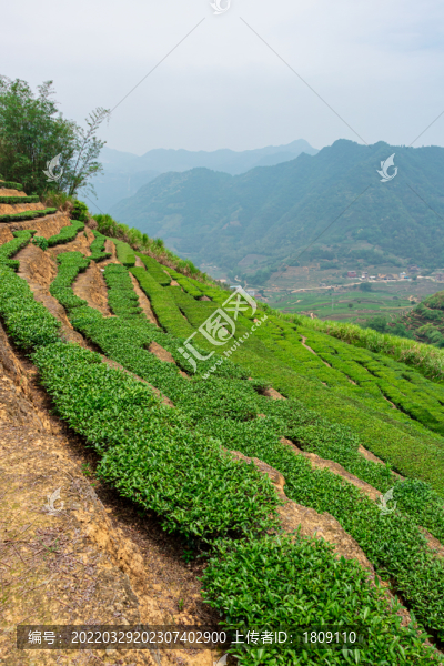 安溪茶場