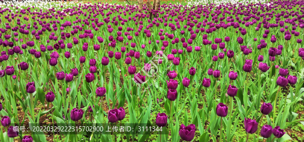 紫色郁金香花海
