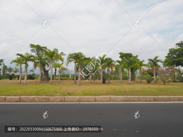 海南三亞海棠灣的道路綠化
