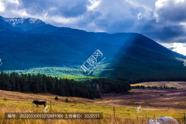 喀納斯美景