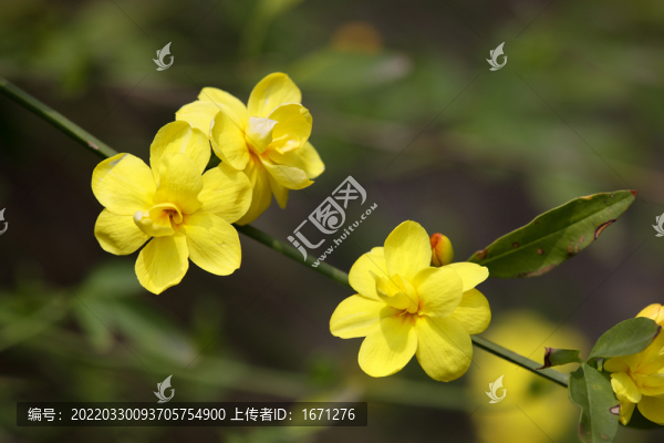 迎春花