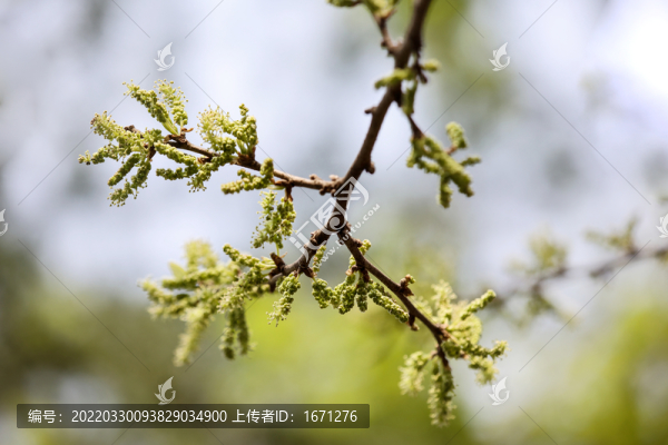 構(gòu)樹花