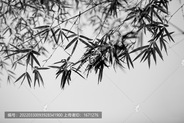 水墨竹葉