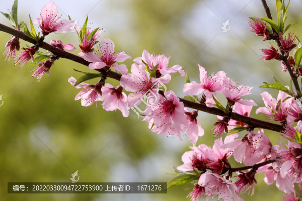 桃花