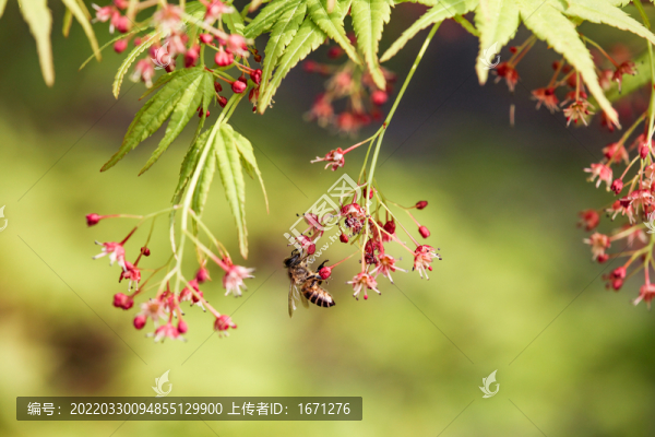 蜂戀花