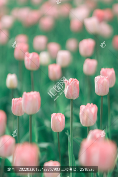 春天植物花卉粉色郁金香花海
