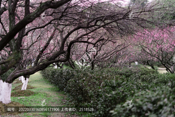 梅花樹林紅梅南京古林公園