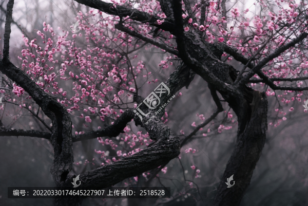 南京梅花山梅花林古風水墨畫
