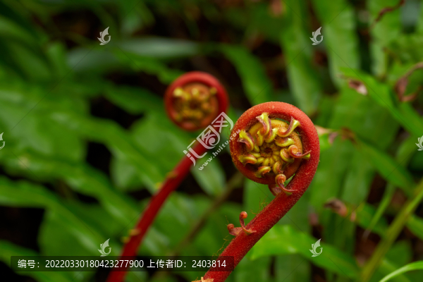 蕨菜烏毛蕨野生植物