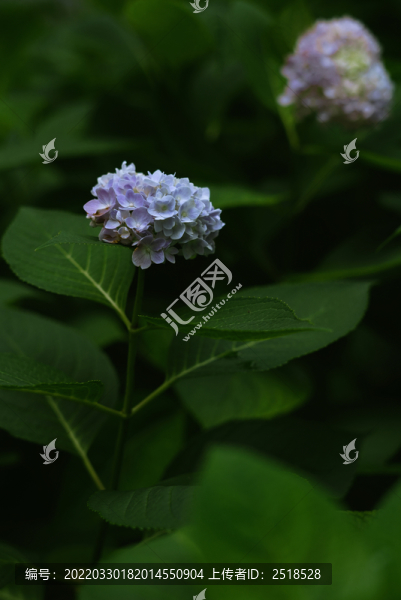粉紫色繡球花盛開(kāi)花團(tuán)錦簇