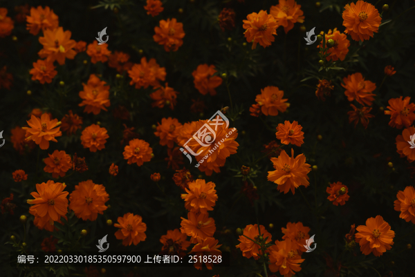 小黃花花海暗調(diào)背景春天花卉