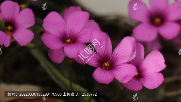 關(guān)節(jié)酢漿草