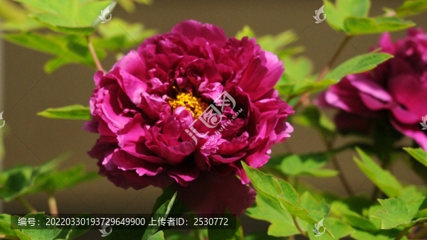 牡丹花