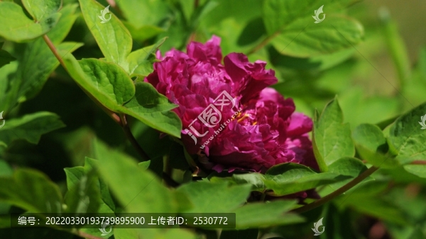 牡丹花
