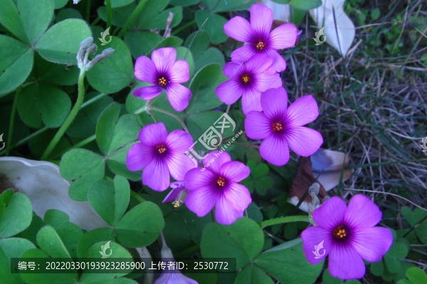 關(guān)節(jié)酢漿草