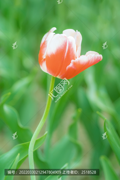 春天花卉紅色郁金香花海特寫