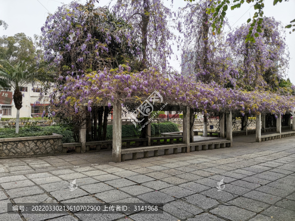 紫藤花長(zhǎng)廊
