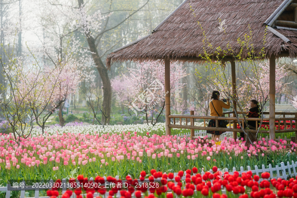 南京中山植物園郁金香花海