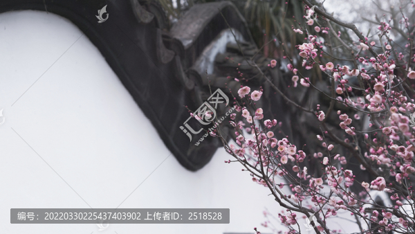 梅花花朵枝條白墻古建筑