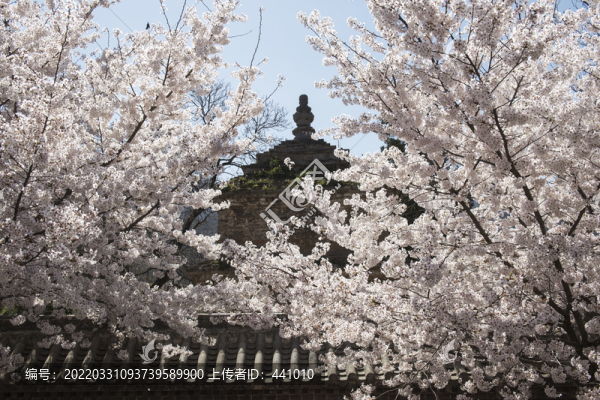 少林寺櫻花