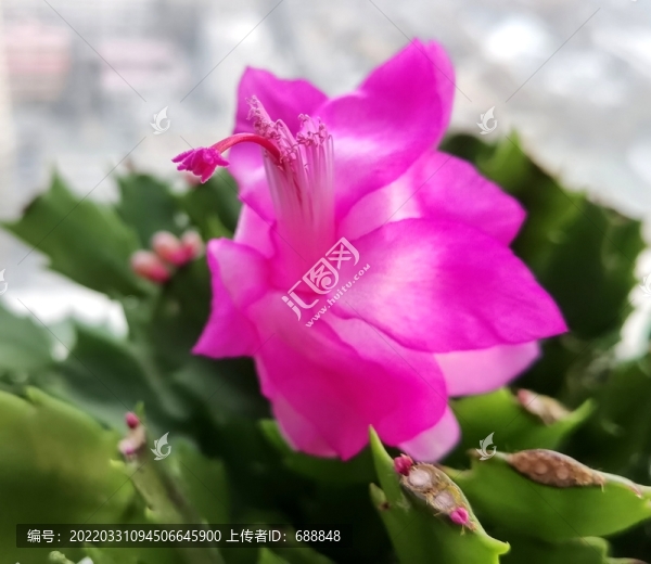 蟹爪蓮開花