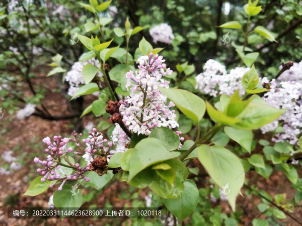 丁香花