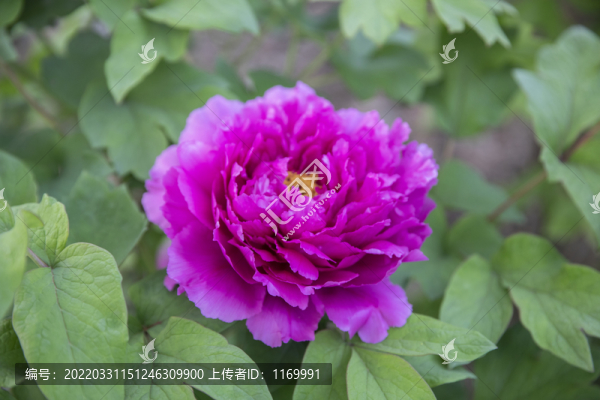 盛開的牡丹花