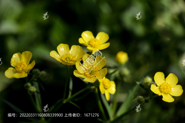 毛茛