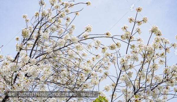 櫻花