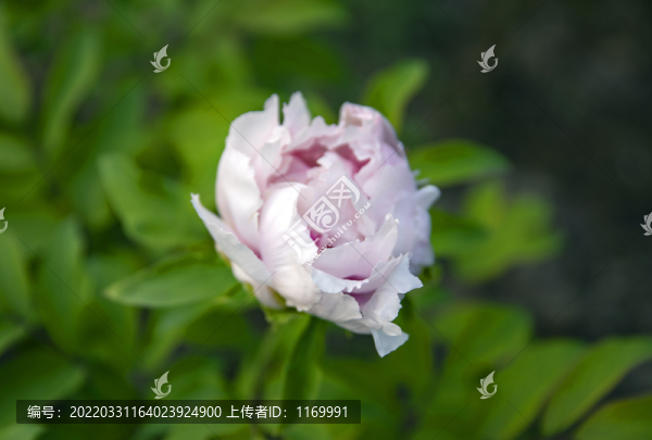 盛開的牡丹花