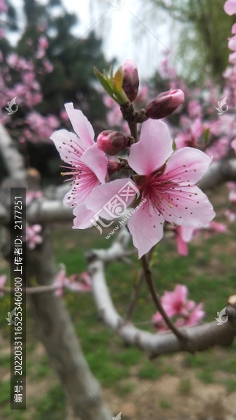 鮮艷桃花