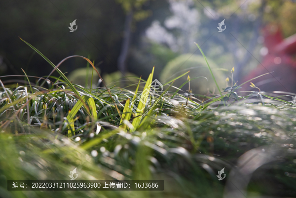 路邊小草