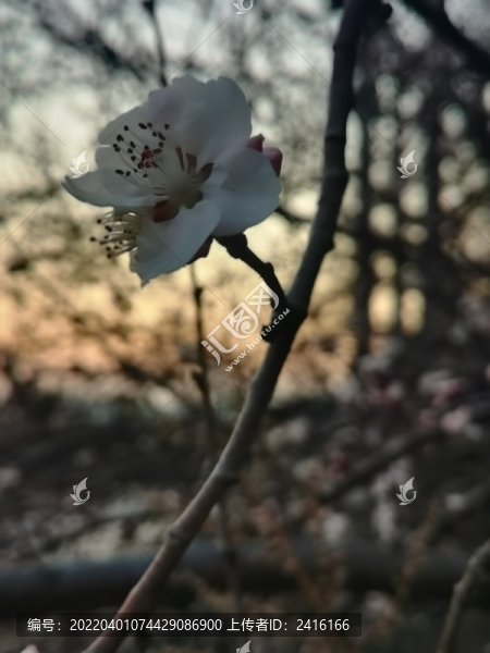 春暖花開(kāi)