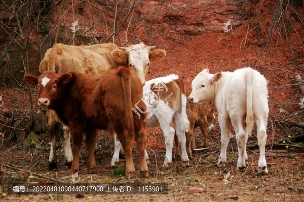小黃牛