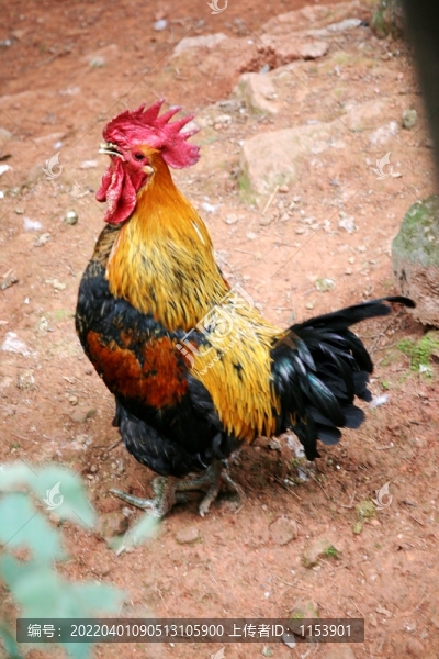 土公雞