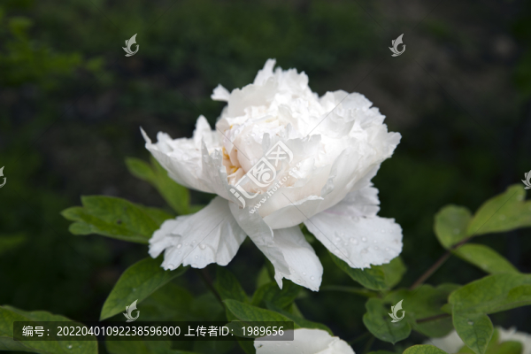 帶露珠的牡丹